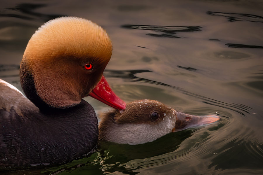 Avifauna Ritratti