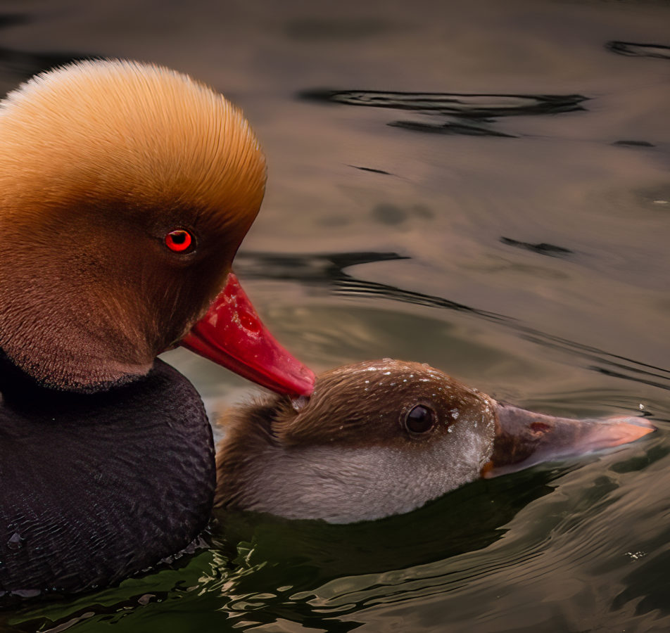 Avifauna Ritratti