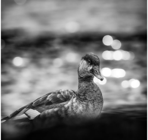 Avifauna B/W