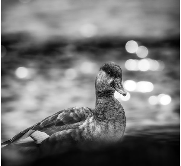 Avifauna B/W