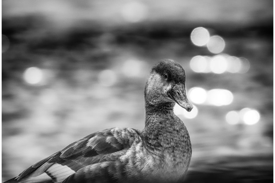 Avifauna B/W