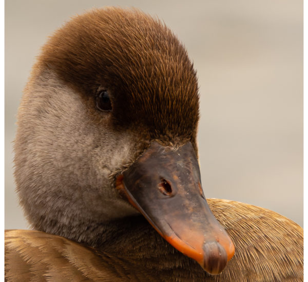 Avifauna Ritratti 2