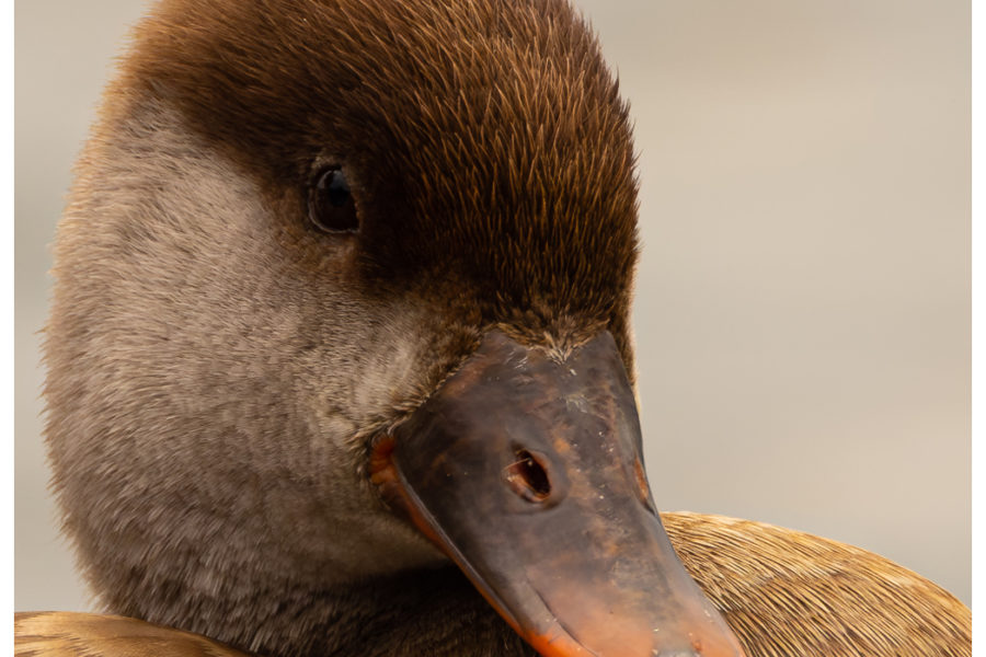 Avifauna Ritratti 2