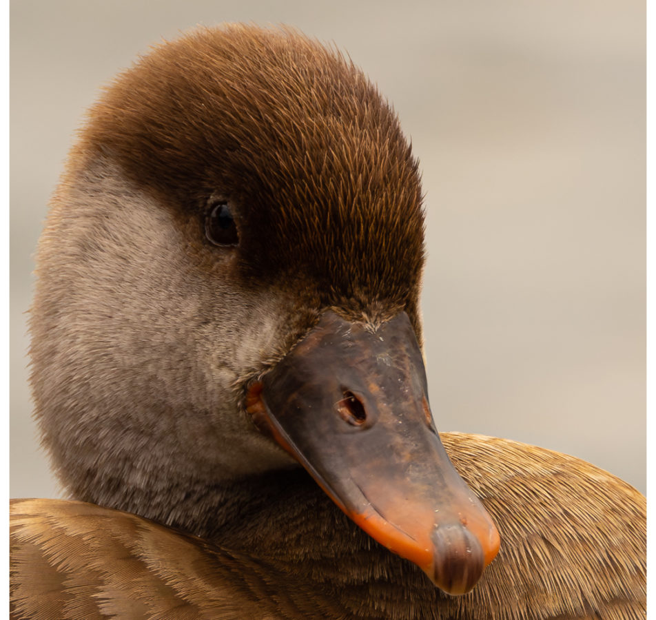 Avifauna Ritratti 2