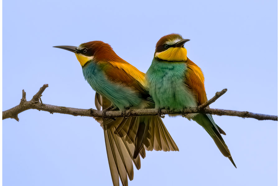 Sky Birds